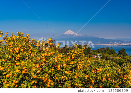[Shizuoka Prefecture] Mount Fuji beyond the mandarin orange fields of Nishiura, Izu 122506599