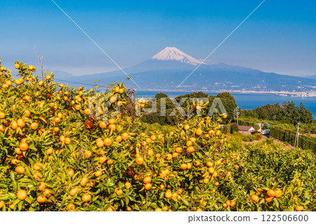 【靜岡縣】伊豆西浦橘子田的對面是富士山 【靜岡縣】伊豆西浦橘子田的對面是富士山 122506600