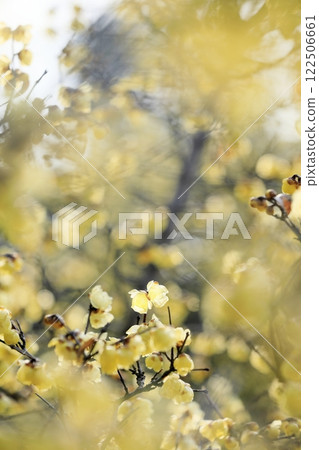 Wintersweet in full bloom Wintersweet in full bloom 122506661