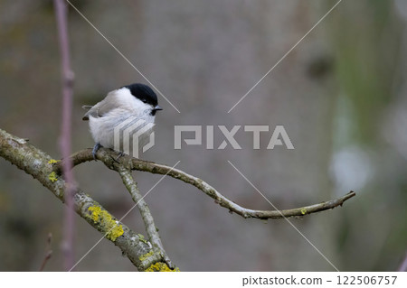 Cute bird The willow tit, song bird sitting on a branch without leaves in the winter. 122506757