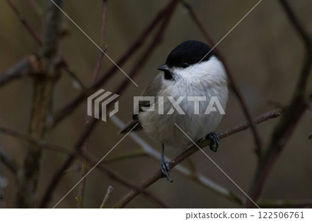 Cute bird The willow tit, song bird sitting on a branch 122506761