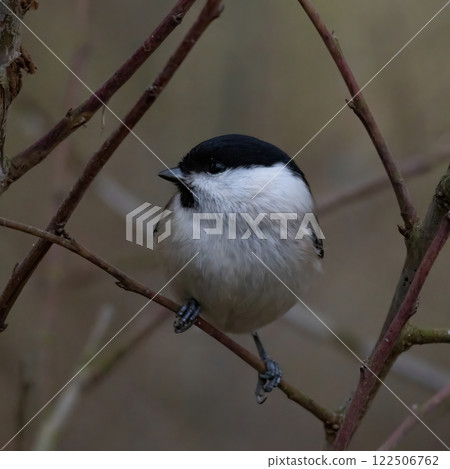 Cute bird The willow tit, song bird sitting on a branch  close up 122506762