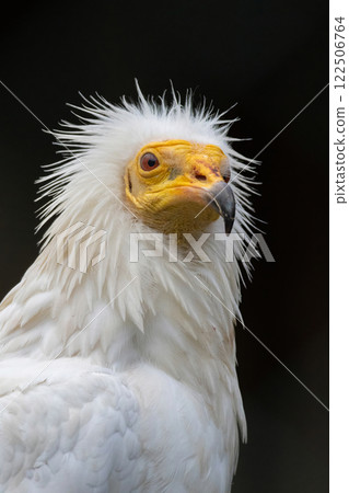 Adult animal. Vulture portait on black background. 122506764