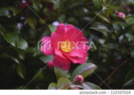 In January, a camellia called "Utamakura" was planted in the grounds of the shrine. ...1 122507026