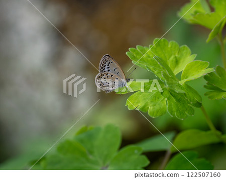 蝴蝶 灰蝶 雄性 122507160