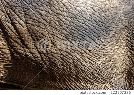 Patterns on elephant skin [Proboscidea, Elephantidae] 122507226