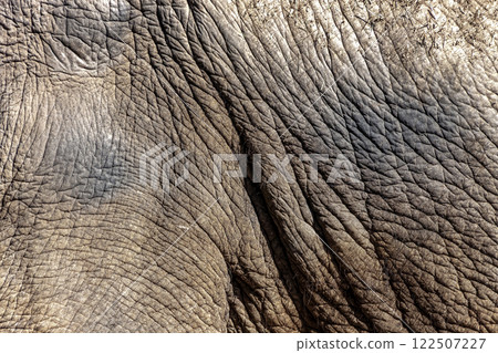 Patterns on elephant skin [Proboscidea, Elephantidae] 122507227