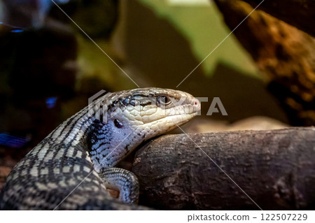 The tongue of the eastern blue-tongued skink is designed to reflect ultraviolet light. 122507229