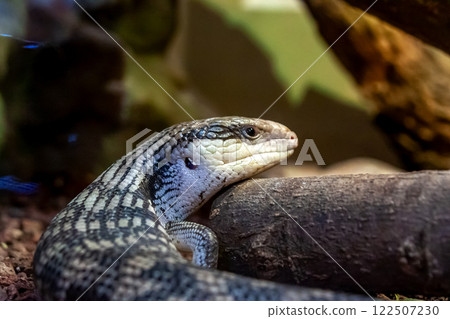 The tongue of the eastern blue-tongued skink is designed to reflect ultraviolet light. 122507230
