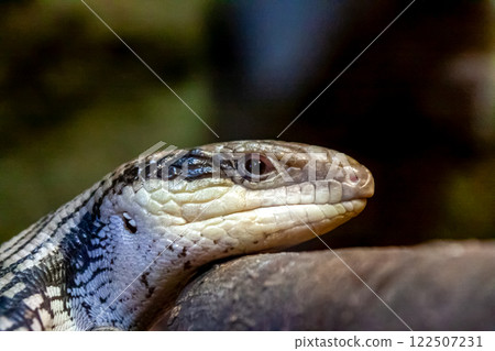 The tongue of the eastern blue-tongued skink is designed to reflect ultraviolet light. The tongue of the eastern blue-tongued skink is designed to reflect ultraviolet light. 122507231
