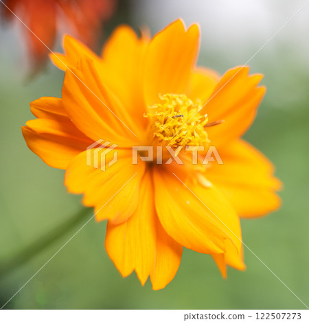A super macro photo of an orange Cosmos sulphureus. Blurry green background. Close-up view of stamen 122507273