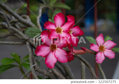 Close-up picture of a group of bright red flowers. Desert Rose, adenium obesum, Japanese frangipani 122507275