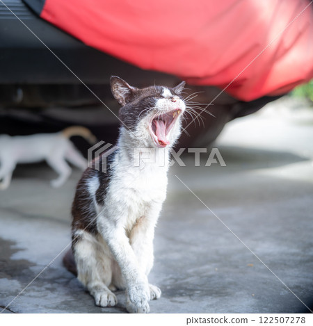 A black and white makes a funny face while yarning. Selective focus A black and white makes a funny face while yarning. Selective focus 122507278