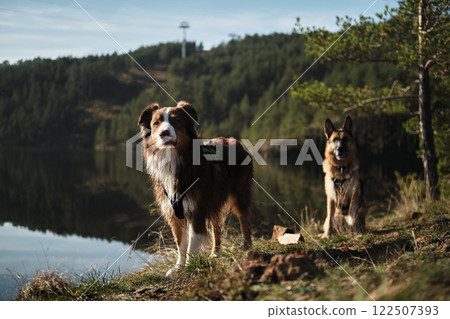 Two dogs German and Australian shepherds near Ribnicko Lake or Ribnicko jezero in early autumn morning, travel in Mountains near Zlatibor town. The nature of southwestern Serbia 122507393