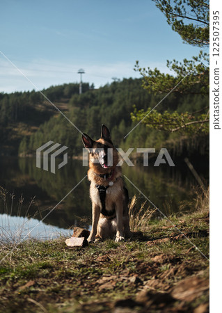German shepherd dog near Ribnicko Lake or Ribnicko jezero in early autumn morning, travel in Mountains near Zlatibor town. The nature of southwestern Serbia 122507395