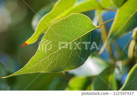 Beautiful large green leaves of the tree with clearly translucent veins of texture showing transport pathways of metabolism during the processes of photosynthesis, respiration and ATP acid production 122507427