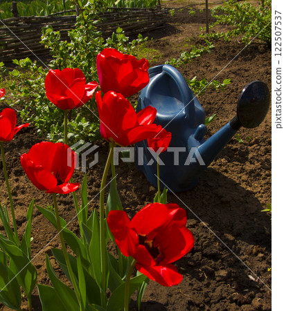 Tulips in the spring afternoon in the garde Tulips in the spring afternoon in the garde 122507537