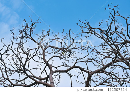 Dead tree isolated clipping path on blue sky. Dead tree isolated clipping path on blue sky. 122507834