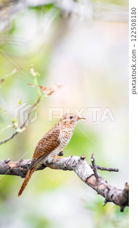 Bird (Plaintive Cuckoo) in a nature wild 122508180