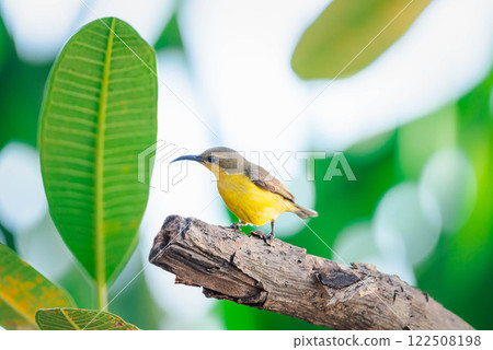 Bird (Olive-backed sunbird) on tree in nature wild 122508198