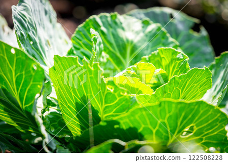Greenery background of nature plant and leaf Greenery background of nature plant and leaf 122508228
