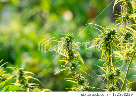 Greenery background nature plant leaf (Cannabis) Greenery background nature plant leaf (Cannabis) 122508229