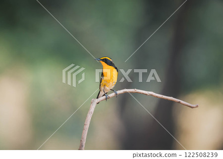 Bird (Narcissus Flycatcher) on tree in nature wild 122508239
