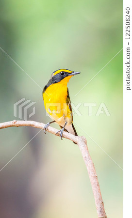 Bird (Narcissus Flycatcher) on tree in nature wild Bird (Narcissus Flycatcher) on tree in nature wild 122508240