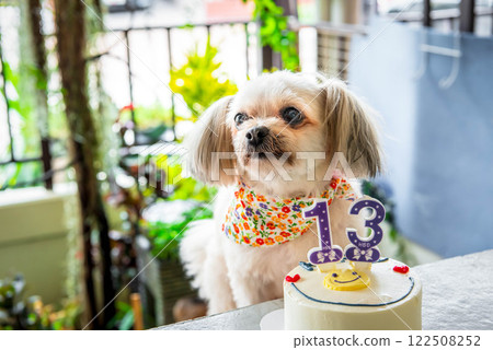 Dog so cute eat a birthday cake Dog so cute eat a birthday cake 122508252