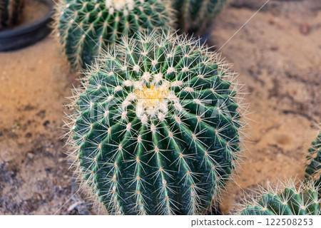 Cactus and Cactus flowers popular for decorative Cactus and Cactus flowers popular for decorative 122508253