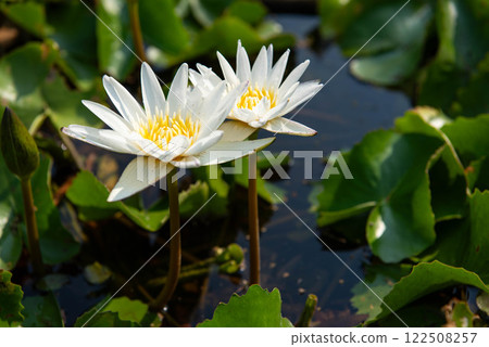 Lotus flower (Tropical water-lily) 122508257