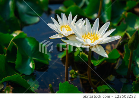 Lotus flower (Tropical water-lily) 122508258