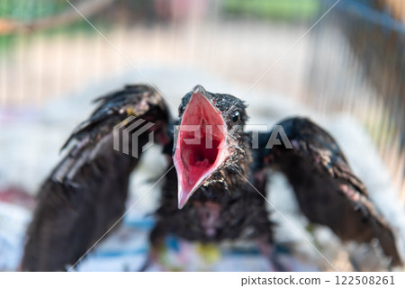 Bird (Asian koel) baby bird or chick nature wild 122508261