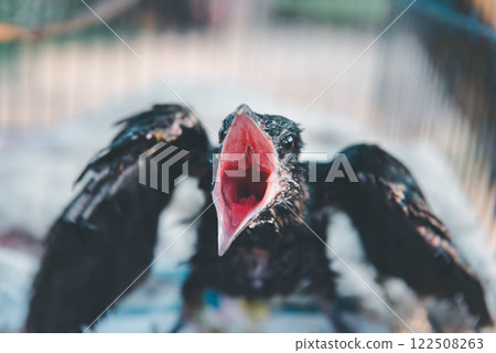 Bird (Asian koel) baby bird or chick nature wild 122508263