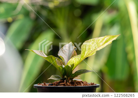 Greenery background nature plant leaf (Anthurium) 122508265