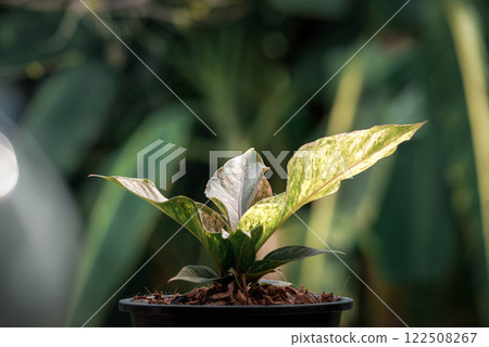 Greenery background nature plant leaf (Anthurium) 122508267
