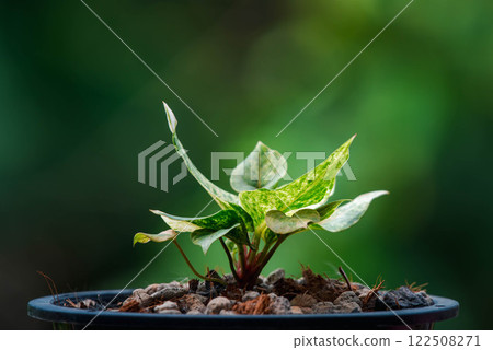 Greenery background nature plant leaf (Anthurium) 122508271