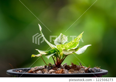 Greenery background nature plant leaf (Anthurium) Greenery background nature plant leaf (Anthurium) 122508273