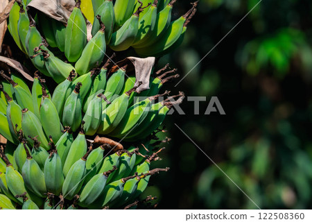 Greenery background nature plant and leaf (Banana) Greenery background nature plant and leaf (Banana) 122508360