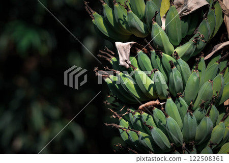 Greenery background nature plant and leaf (Banana) 122508361