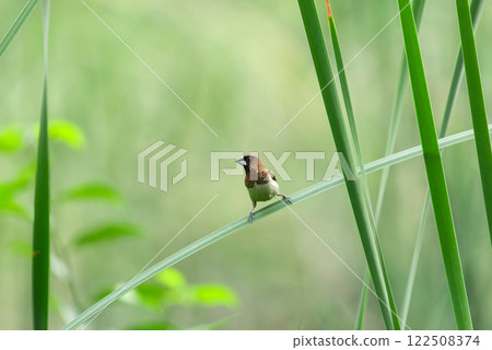 Bird (Scaly-breasted Munia) in a nature wild 122508374