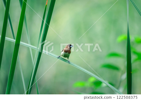 Bird (Scaly-breasted Munia) in a nature wild Bird (Scaly-breasted Munia) in a nature wild 122508375