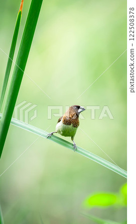 Bird (Scaly-breasted Munia) in a nature wild 122508378