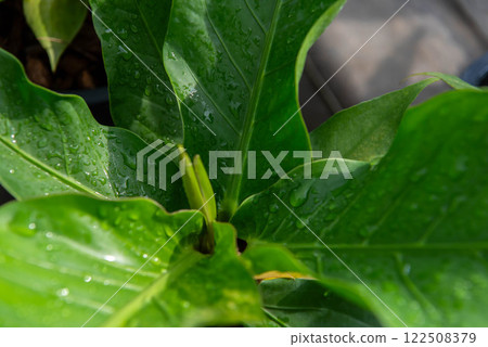 Greenery background of nature plant and leaf 122508379
