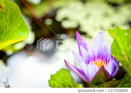 Lotus flower (Tropical water-lily) Lotus flower (Tropical water-lily) 122508600