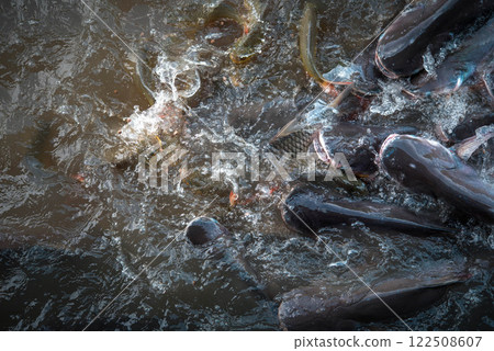 Crowd of freshwater fish scramble food in river Crowd of freshwater fish scramble food in river 122508607