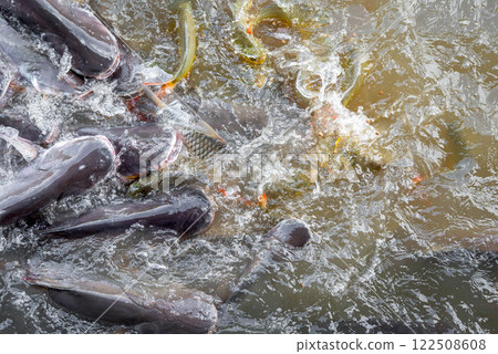 Crowd of freshwater fish scramble food in river Crowd of freshwater fish scramble food in river 122508608