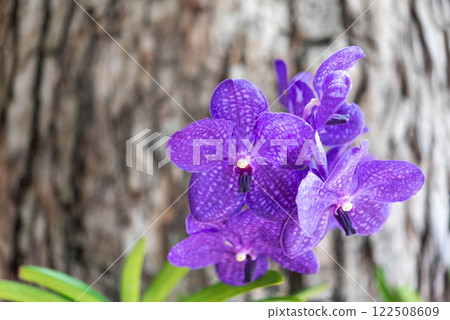 Flower (Orchidaceae or Orchid Flower) Flower (Orchidaceae or Orchid Flower) 122508609