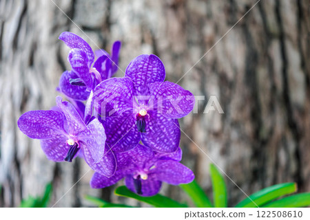 Flower (Orchidaceae or Orchid Flower) 122508610