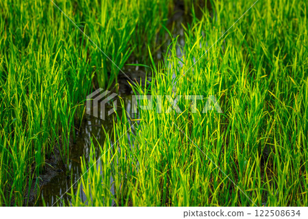 Watering nature of rice field on rice paddy Watering nature of rice field on rice paddy 122508634